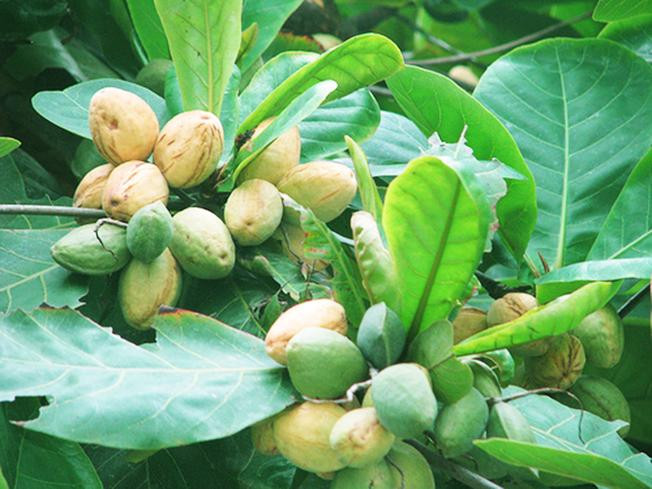 Để có được những hộp mứt hạt bàng thơn ngon, người làm hạt bàng phải tốn rất nhiều thời gian, có khi là cả ngày lao động.