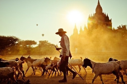 Hình ảnh người chăn dê trong ánh hoàng hôn lộng lẫy ở Bagan đẹp như cảnh trong phim của Holywood. Ảnh: National Geographic.