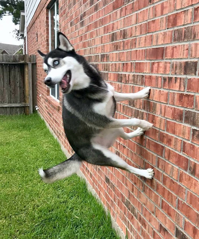Với màn leo tường đầy ấn tượng này, chú chó husky thực sự đã khiến chủ nhân ghen tị với khả năng chống lại trọng lực.