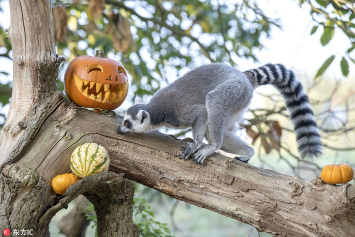 Lễ hội Halloween đang đến gần, những người yêu thích lễ hội này đang tích cực trang trí, chuẩn bị chu đáo cho lễ hội.
