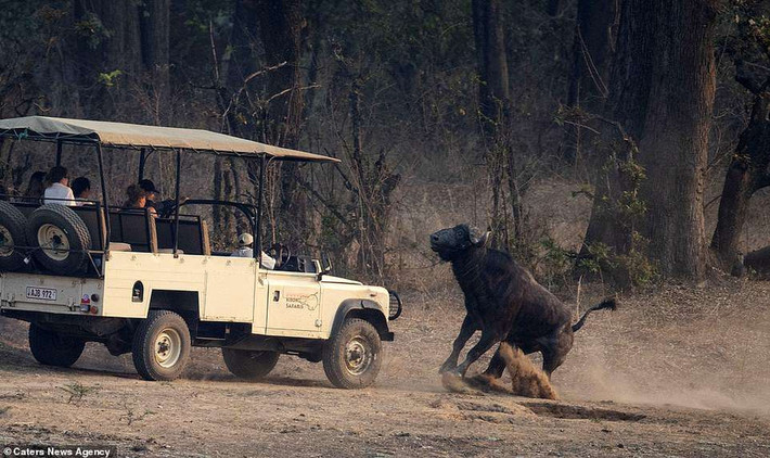 Theo thông tin đăng tải, khi chiếc xe jeep di chuyển chậm quanh khu vực có trâu rừng, con trâu rừng hoang dã này đã bất chợt trở nên vô cùng hung hãn. Nó bất chấp tất cả và quyết định tấn công chiếc xe.