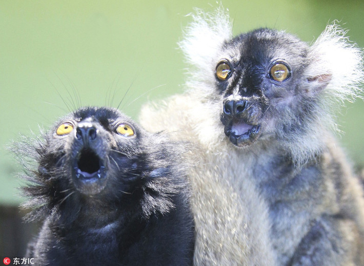 Tại trung tâm nuôi dưỡng và chăm sóc khỉ Nhật Bản Japan Monkey Center, hai con vượn cáo có tên là Sun và Moon gần đây vô cùng nổi tiếng, chúng bật lên thành những ngôi sao động vật trong trung tâm nhờ gương mặt với biểu hiện ngạc nhiên tột độ của mình.