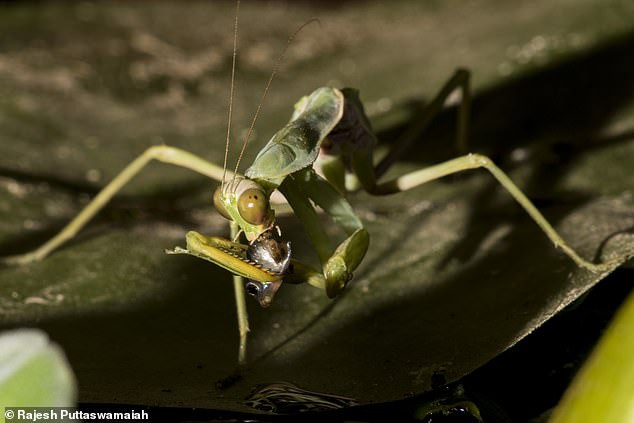 Mới đây, trên tạp chí Orthoptera Research, một nhóm các nhà nghiên cứu đã công bố trường hợp kỳ lạ về một con bọ ngựa khổng lồ ở Tây Nam Ấn Độ, gây xôn xao dư luận. Trong nghiên cứu này, các nhà khoa học cho biết, đây là lần đầu tiên họ quan sát thấy một con bọ ngựa săn giết cá bảy màu, một loại cá nước ngọt nhiệt đới.