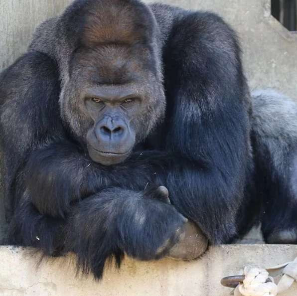 Shabani hiện nay 21 tuổi, có vợ là một con khỉ đột cùng loài rất đáng yêu. Con khỉ đột cái này cũng đã sinh một bé trai cho Shabani.