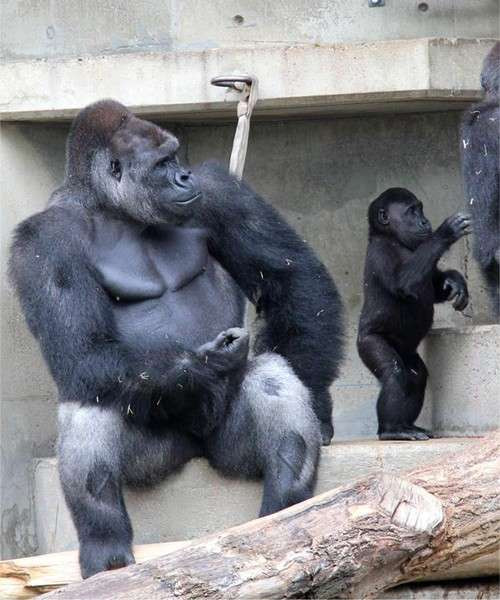 Sau khi trở thành cha, Shabani rất chăm sóc vợ, con, trở thành một người chồng, người cha mẫu mực, khiến nhiều người không khỏi ngưỡng mộ.