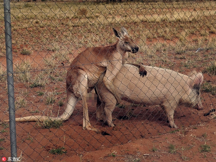 Trong ảnh là khoảnh khắc xấu hổ muốn độn thổ của một con kangaroo đực. Mắt nhắm mắt mở tưởng nhầm một con heo cái là bạn tình, kangaroo đực nhanh nhảu, không ngần ngại "yêu đương" nóng bỏng ngay cả khi có người chứng kiến.
