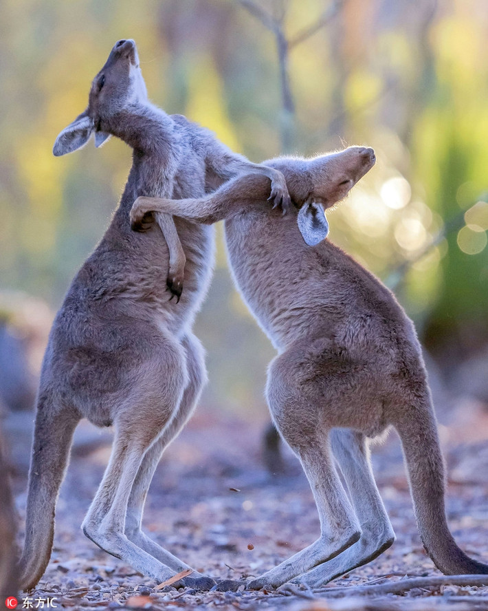 Tuy mới chỉ là những con kangaroo vị thành niên, thế nhưng chúng đã rất hiếu chiến và khát khao thể hiện bản thân mình. Cũng chính vì vậy, kangaroo thường sa đà vào những cuộc chiến vô nghĩa với đồng loại.