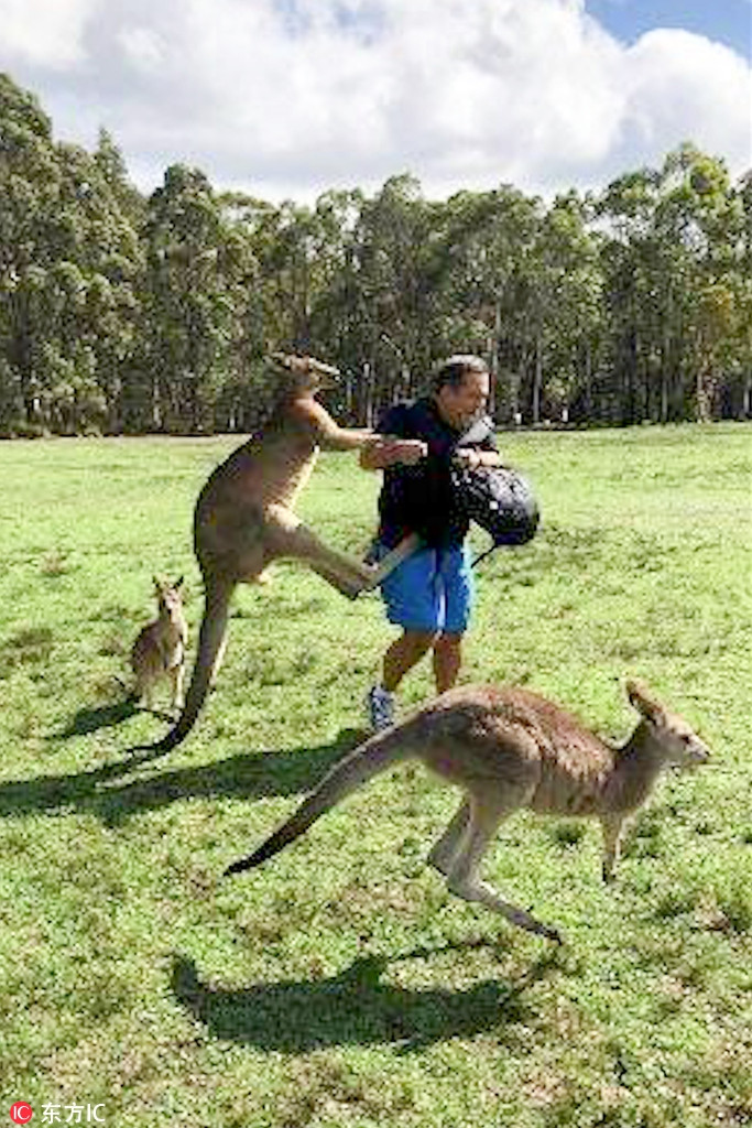 Không ngần ngại tranh chấp với con người, kangaroo tự cho là mình có khả năng chiến đấu và chiến thắng.