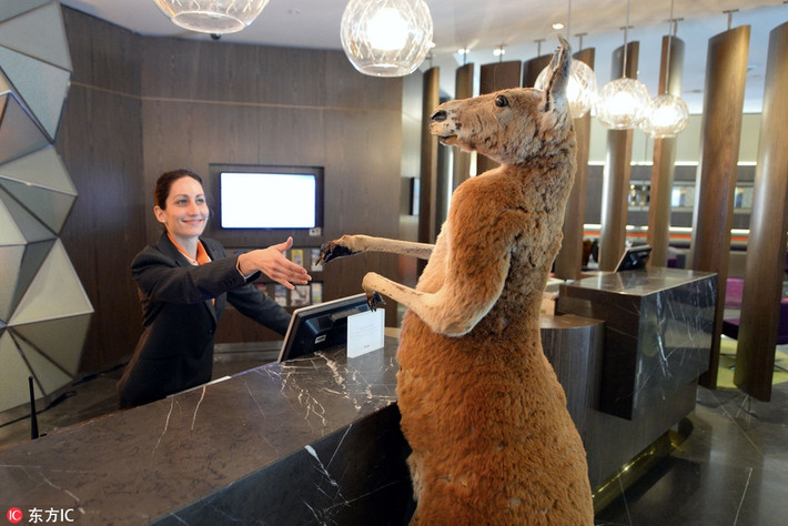 Đi lạc vào một tòa nhà sang trọng, kangaroo quan sát mọi người, tự cho mình là thượng khách và bắt chước muốn bắt tay với cả lễ tân.