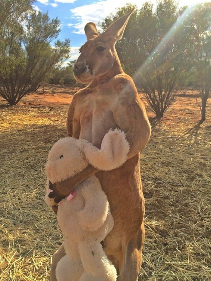 Là một chàng kangaroo rất nam tính và cơ bắp thế nhưng con kangaroo này vẫn thích ôm gấu bông. Hình ảnh đối lập khiến nó vừa dễ thương vừa hài hước.