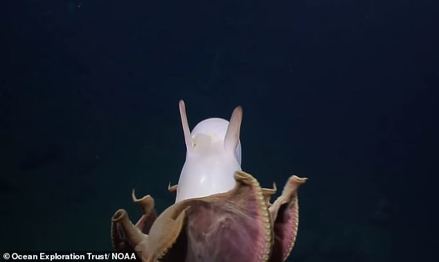Hiện, các chuyên gia vẫn tiến hành khảo sát Davidson Seamount và hy vọng có thể phát hiện thêm được những bí ẩn ở dưới biển sâu.