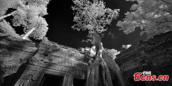 Ngôi đền Ta Prohm nổi tiếng với những rễ cây lớn bám lấy các trụ đá hay đeo bám xung quanh các vách tường.