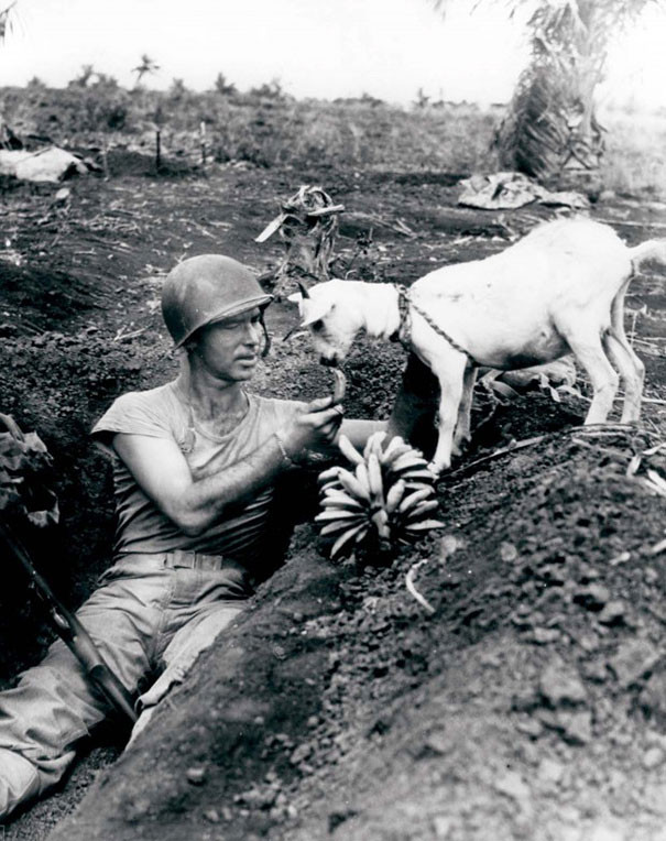 Một binh sĩ cho con dê ăn chuối trong thời gian diễn ra trận chiến ở Saipan năm 1944.