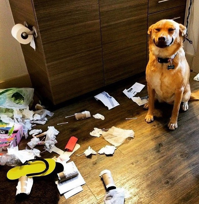 Dù em chó này đã trưởng thành nhưng hành vi phá hoại của nó thì vẫn như một đứa trẻ mới biết đi.