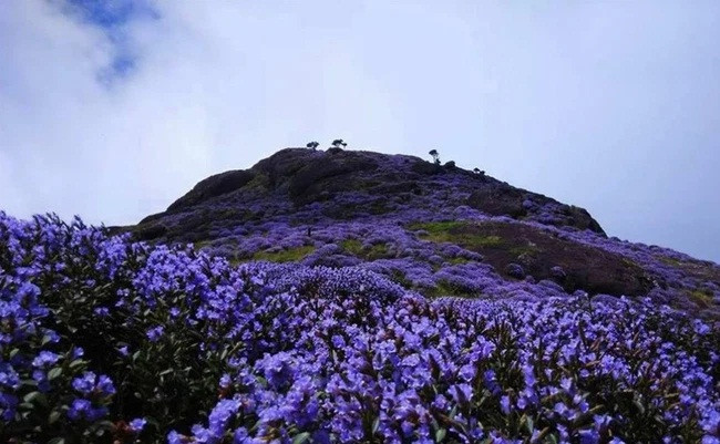 Trong thời gian hoa Neelakurinji nở rộ, khu bảo tồn Kurinjamala, cách thị trấn Munnar khoảng 45 km, là nơi thu hút nhiều du khách nhất.