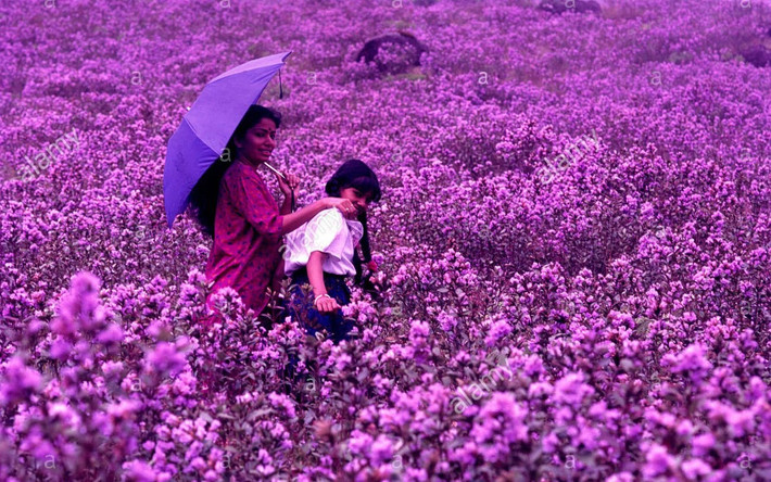 Bộ tộc Muthuvan, cộng đồng sống trong rừng của bang Kerala, tin Neelakurinji là biểu tượng của tình yêu và sự lãng mạn. Trong khi đó, bộ tộc Paliyan, cộng đồng du mục ở Western Ghats tính tuổi bằng số lần nhìn thấy loài hoa này nở. Ảnh: IT.