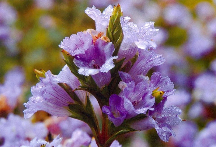 Neelakurinji chỉ ra quả một lần. Điều đó có nghĩa, sau khi nở hoa, cây sẽ chết. Phải mất một khoảng thời gian, hạt mới nảy nở và phát triển.