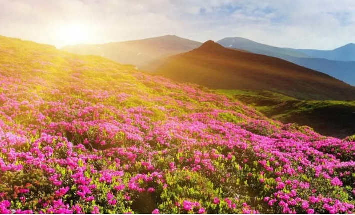 Là loài hoa hiếm và không mọc ở bất cứ nơi nào ngoài Ấn Độ, Neelakurinji đã gắn bó với văn hóa quốc gia này.