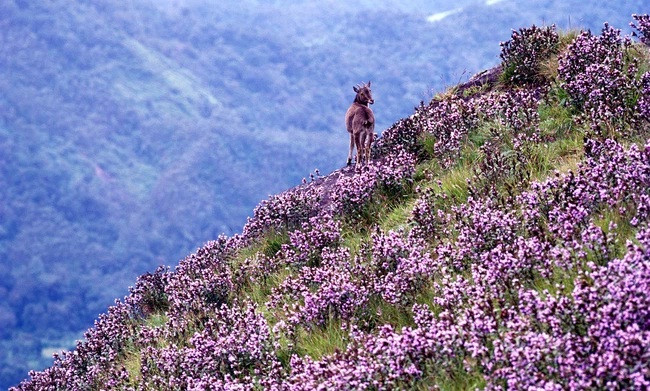 Cây Neelakurinji, hay còn gọi là Kurinji, thuộc chi Chùy hoa. Chi thực vật này gồm khoảng 350 giống cây có hoa, trong đó 59 loài sinh trưởng khắp bán đảo Ấn Độ. Mỗi loài lại có một thời điểm nở hoa khác nhau.