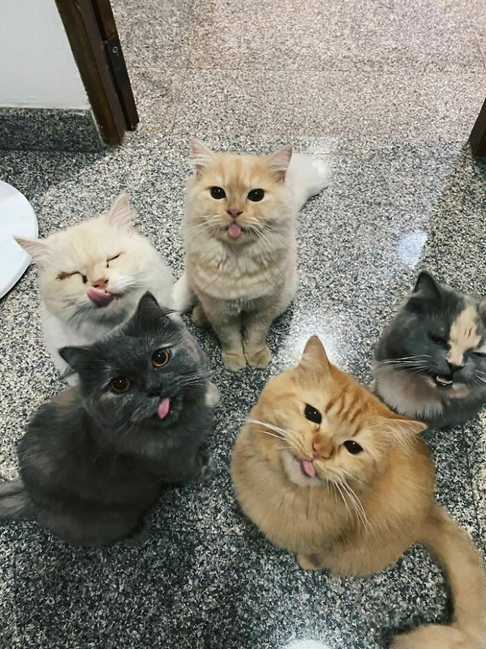 Năm con mèo cưng, con nào cũng cực dễ thương.