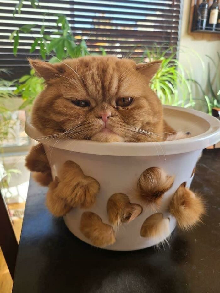Biểu cảm cưng xỉu của chú mèo vàng.