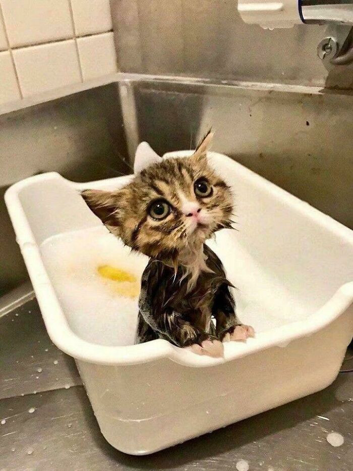 Nhìn biểu cảm ngây thơ của bé mèo khi tắm, ai cũng ngẩn ngơ theo.