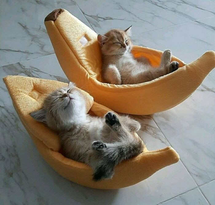 Hai chú mèo con thật sự biết tận hưởng.