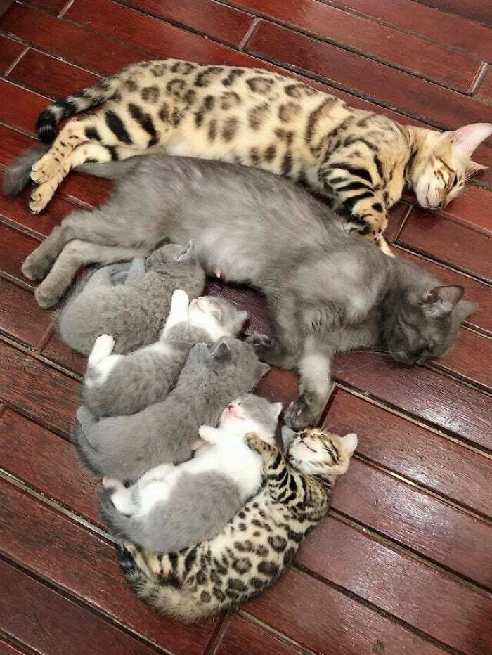 Gia đình mèo ngủ thật ấm cúng.