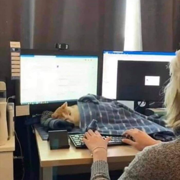 "Boss" mèo nằm canh cô chủ làm việc.