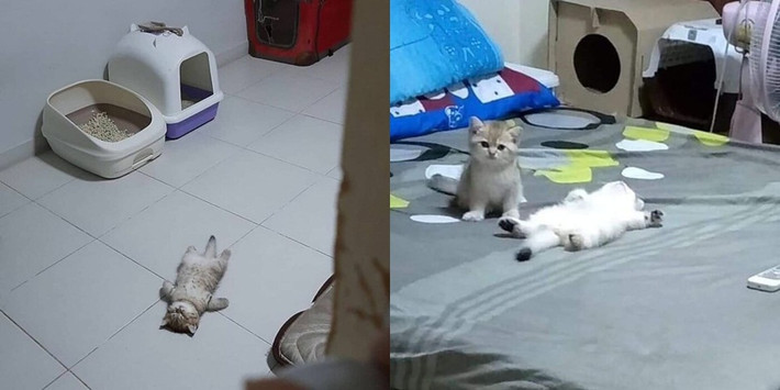 Tư thế ngủ của những con mèo cưng xinh xắn khiến ai cũng thích thú.