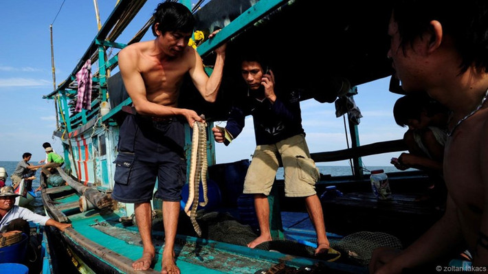 Mặc dù đây là một công việc nguy hiểm nhưng lại mang về lợi ích kinh tế cao nên người dân vẫn tiếp tục bám biển.