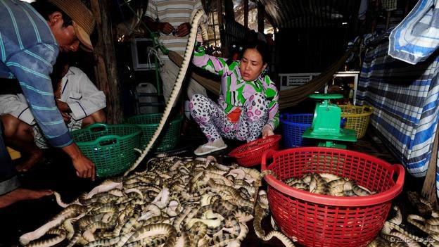 Công việc đánh bắt rắn biển thường diễn ra vào ban đêm. Trên những con thuyền nhỏ, thủy thủ đoàn có từ 7-25 người sử dụng đèn điện để thu hút mực. Ánh sáng cũng hấp dẫn các loài rắn và chúng được đánh bắt lên bờ cùng lúc. Rắn biển thường được cầm nắm bằng tay không, điều này rất nguy hiểm cho ngư dân.
