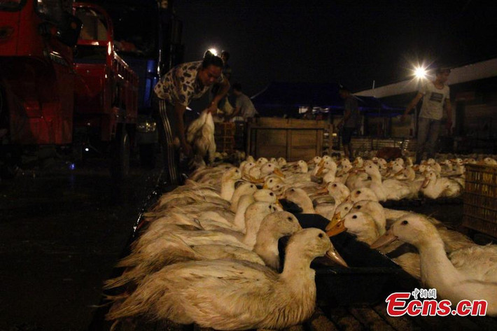 Truyền thống của dân Quảng Tây là ăn vịt trong ngày rằm tháng Bảy, từ các loại canh vịt cho tới món vịt sốt chanh.