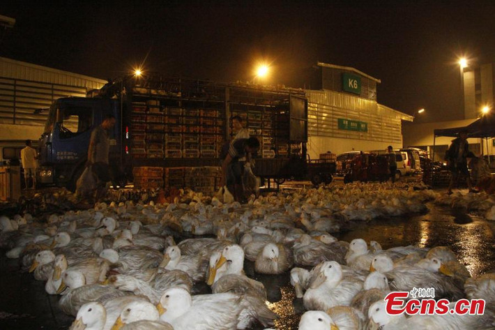 Những ngày gần đây, hàng trăm nghìn con vịt bán bên lề đường Hangsheng tại thành phố Liễu Châu, khu tự trị dân tộc Choang, thuộc tỉnh Quảng Tây.