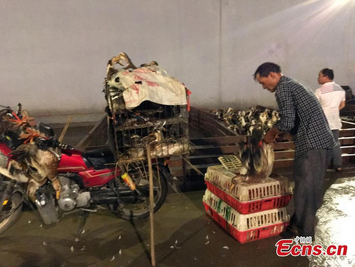 Những tiểu thương chở vịt đi phân phối ở khắp thành phố.