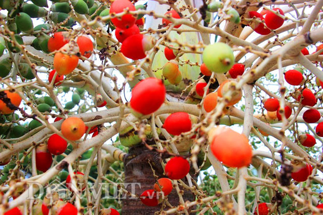 Khác với loài cau bình thường, trái của loại cau cảnh này khi chín sẽ có màu đỏ. Đây là một trong những loại hoa quả có màu sắc lạ mắt khiến người xem thích thú.