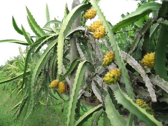 Loại trái cây này có nguồn gốc từ châu Mỹ, nhưng lại được trồng nhiều nhất ở các quốc gia Đông Nam Á, trong đó có Việt Nam, đem lại giá trị kinh tế cao.