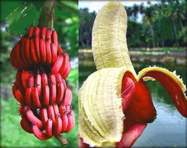 Chuối đỏ còn được gọi là chuối Dacca, có thể được tìm thấy ở Úc.