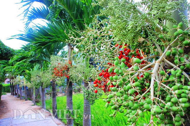 Khi vừa đến độ già, vẫn còn màu xanh thì trái cau vẫn có thể dùng để ăn trầu rất ngon. Mỗi cây cau cảnh con có giá bán khoảng 100.000 đồng/cây.