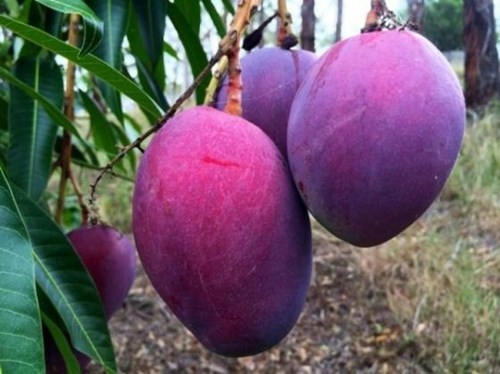Xoài màu tím khiến nhiều khách hàng thích thú vì có màu sắc độc, lạ. Hình dáng quả và lõi vẫn giống các loại xoài thường thấy, tuy nhiên, vỏ xoài khi chín lại có màu tím.