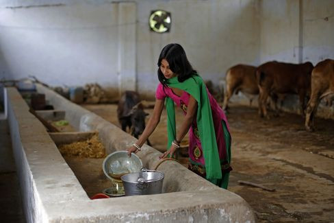 Với một chậu nhôm lớn trên tay, Susheela Kumari bước nhanh phía sau hơn hai chục con bò trong một khu chuồng ở ngoại ô thành phố Bulandshahr, bang Uttar Pradesh, Ấn Độ.
