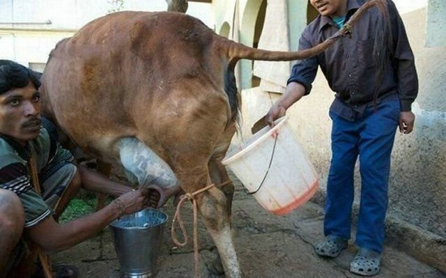 Sau khi nhân viên thu gom nước tiểu thô từ bò cái, chúng sẽ được tinh chế để loại bỏ tạp chất và chưng cất, chế biến thành dạng bột hoặc dạng lỏng cô đặc nhằm cung cấp cho các thị trường thuốc truyền thống, dược thảo hay những người theo đạo Hindu.