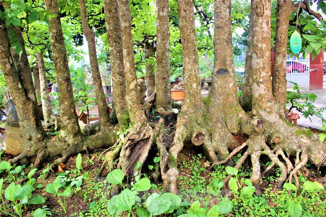 Không chỉ tạo tán, ông Sanh còn tạo những nốt sần sùi trên thân cây để ức chế khả năng phát triển chiều cao, dồn dinh dưỡng nuôi phần gốc. “Sau khi tìm ra được dáng thế phù hợp, tôi bắt đầu tạo tiểu cảnh dưới gốc cây có mái đình, cây cầu, ao nước… và đặt tên tác phẩm là Quê hương, ngắn gọn nhưng rất ý nghĩa”, chủ nhân cây khế độc lạ cho hay.