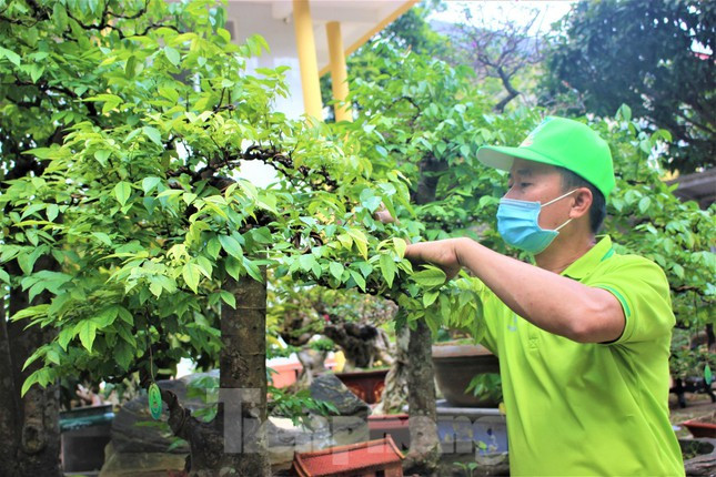 “Có lúc cần tiền, người ta trả tôi lên đến vài trăm triệu nhưng tôi không bán vì tiếc. Cả đời chơi cây cảnh, đây là gốc cây tôi tâm huyết và tự hào nhất. Nếu bán, tôi chỉ muốn bán cho những người đam mê cây cảnh trong tỉnh. Những lúc nhớ, tôi có thể đến ngắm chứ bán đi xa thì coi như mất luôn”, ông Sanh thông tin.