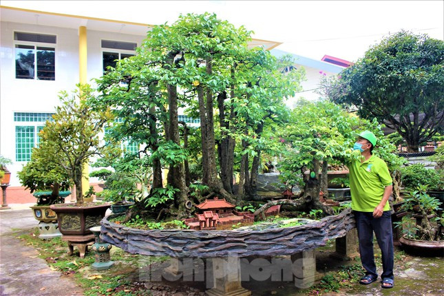 Hơn 30 năm chơi cây cảnh, ông Sanh từng sở hữu nhiều cây cảnh to lớn đến mức 5-8 người khiêng, tuy nhiên, cây khế 19 thân là “khủng” nhất. Mỗi lần thay chậu hay đưa đến Hội chợ Xuân, ông Sanh phải thuê xe cẩu loại 5 tấn.