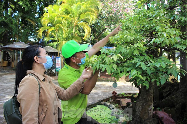 “Theo chia sẻ của chủ cũ, cây khế khủng này mọc từ 1 thân cây bị ngã, theo thời gian hình thành nên 19 thân. Lúc tôi mua, cây khế đã có trên 50 năm tuổi, mọc um tùm như 1 bụi chuối đơn thuần. Sau đó, tôi về tỉa tán, uốn cành tạo nên dáng thế có hình thù như 3 ngọn núi nhấp nhô”, ông Sanh nói.