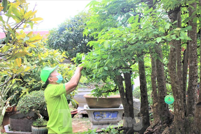 Cây khế độc nhất vô nhị trên thuộc sở hữu của ông Nguyễn Tấn Sanh (trú ở TP. Buôn Ma Thuột, Đắk Lắk)- Chủ nhiệm CLB Nhà vườn sinh vật cảnh tỉnh Đắk Lắk.