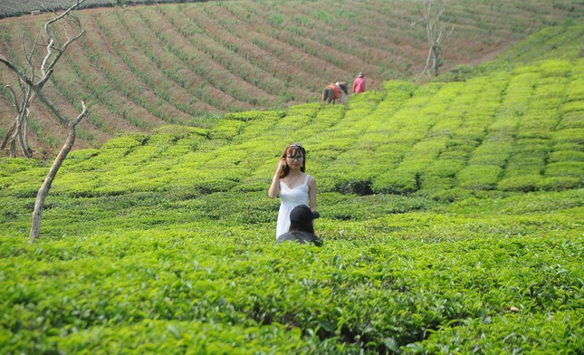 Đồi chè xanh mướt quanh năm, nơi chụp ảnh lý tưởng của người dân nơi đây và du khách gần xa.