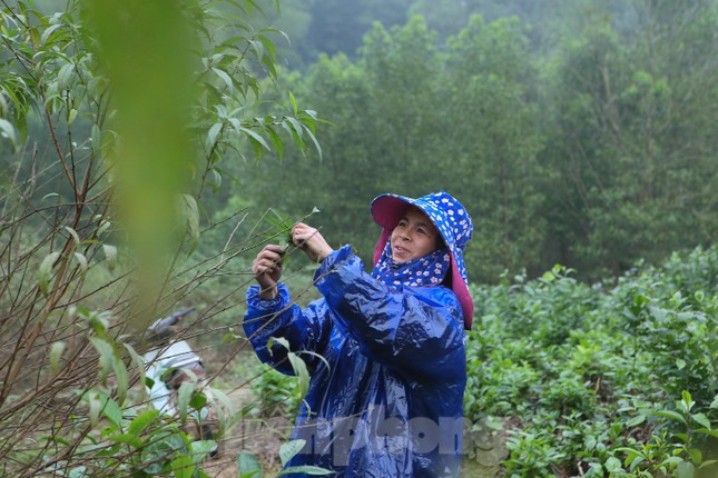 Ông Bùi Công Thư - Phó Chủ tịch UBND xã Lưu Vĩnh Sơn (huyện Thạch Hà) cho biết, hiện xã có 600 hộ trồng đào với diện tích 85ha. Làng trồng đào từ hơn 10 năm nay, nhưng khoảng 3 năm trở lại đây phát triển quy mô, tăng diện tích. Thổ nhưỡng phù hợp với đào phai nên cây phát triển tốt, cho thu nhập cao. Hiện tại người dân đang tuốt lá để hoa nở đúng dịp Tết. Ngoài bán thị trường trong tỉnh thì một số thương lái tại Nghệ An, Quảng Bình cũng vào đây thu mua.