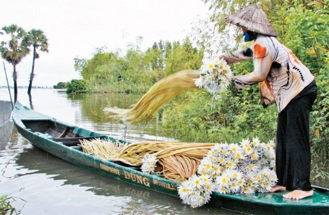 Loài cây này vươn lên theo nước lũ, nước càng dâng cao thì cuống lá, cọng càng dài. Hàng năm khi nước lũ kéo dài 4-5 tháng, bông súng mọc và trổ bông, làm trắng xóa cả cánh đồng bao la. Súng là loại "thủy mộc" không ai gieo hoặc chăm sóc mà vẫn xanh tốt. Bà con thường bơi ra thu hoạch vào sáng sớm để mang về chế biến.